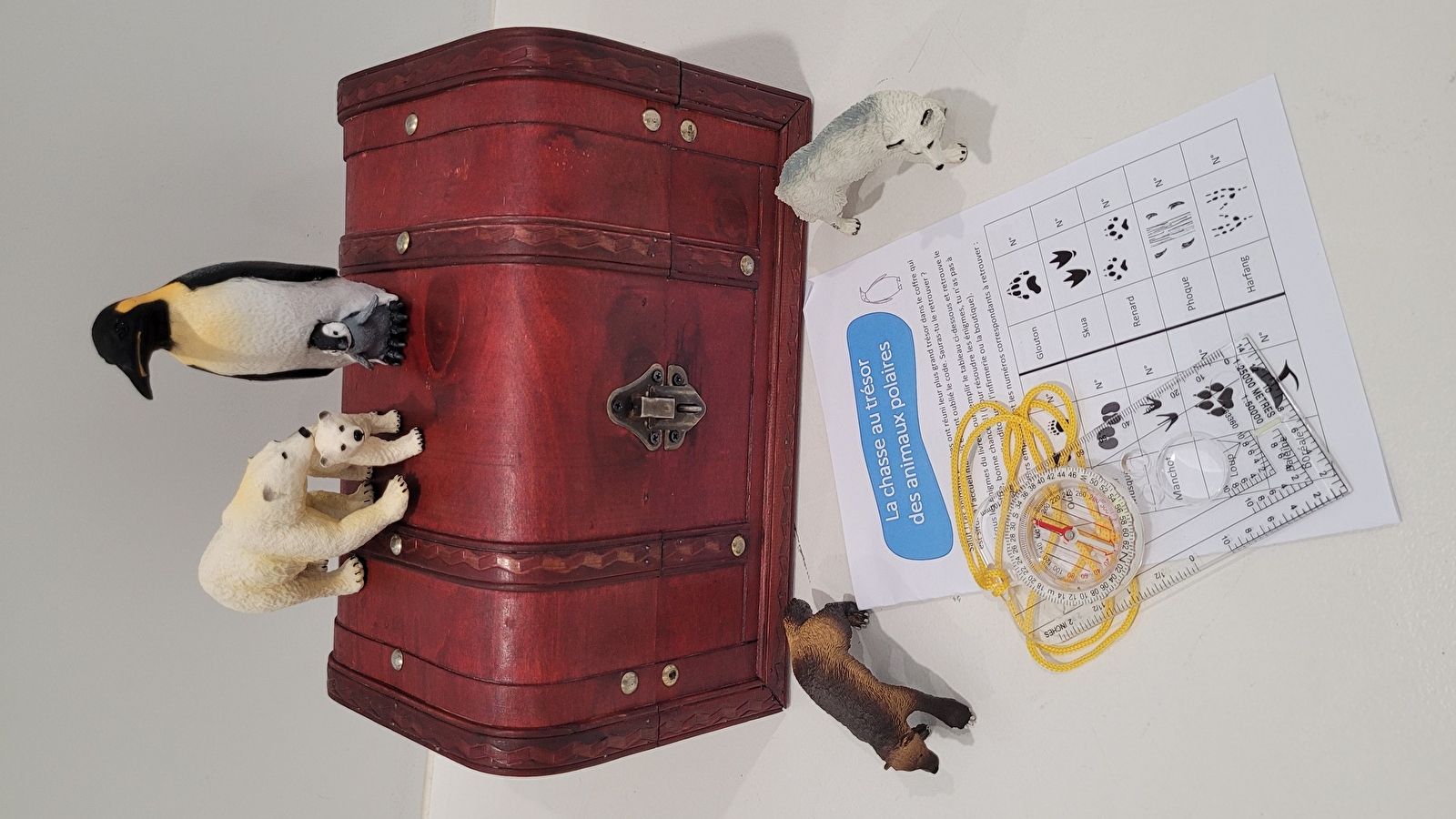 Chasse au trésor des animaux polaires