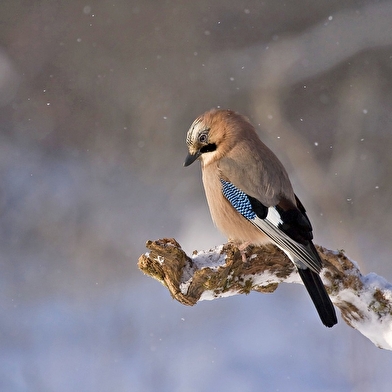FINA - Festival Inter’Nature du Haut-Jura